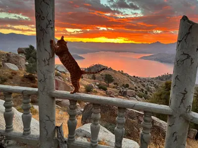 a cat standing on a railing looking at the sunset at Lord of the rings palice in Wofford Heights