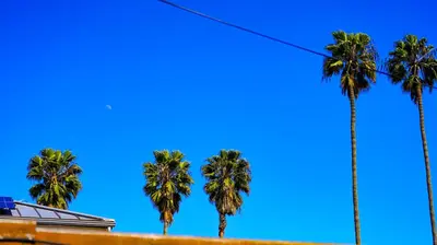 a group of palm trees against a blue sky at Cozy Private Guest House in Los Angeles