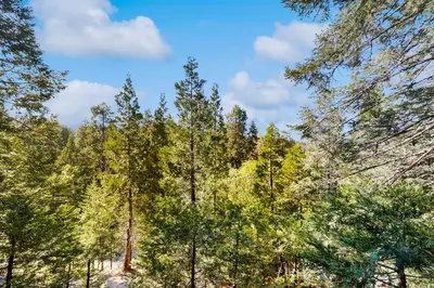 a group of tall trees in a forest at Cielo Ridge in Twin Peaks