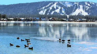 a group of ducks swimming in a lake with a mountain at Take a Break in Big Bear Lake