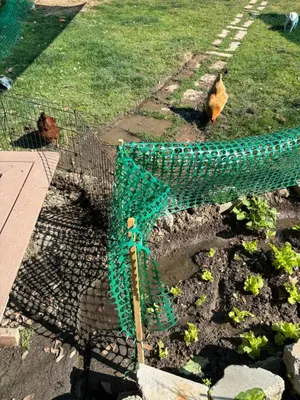 a garden with a green net in the dirt at Master bedroom in Bakersfield