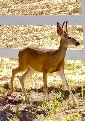 a deer standing next to a white fence at Enchanting Private Hollywood Hills Guest House with Tranquil Tree-Top Views, Magical Outdoor Living Room and Patio and Zen Garden, In LA's Most Desirable, Central, Serene Area and Only 2 Minutes from Hollywood Boulevard in Los Angeles