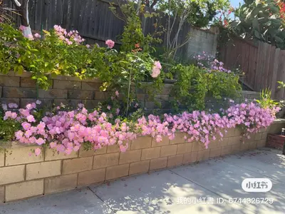 a retaining wall with pink flowers in a garden at 1 bedroom in a quiet neighborhood near the main street - Room B in Rowland Heights