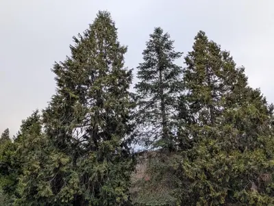 a group of pine trees on top of a mountain at Peaceful Pines Place, a cozy mountain hideaway wAC