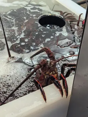 a large crab sitting on top of a table at 31 night required rental Waterfront penthouse 180 ocean view in Redondo Beach