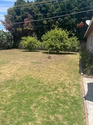 a bird sitting in the grass in a yard at BACK HOUSE in PASADENA in Pasadena