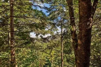 a forest filled with lots of green trees at Cute Romantic Cabin With Hot Tub 5 Min from Lake in Crestline