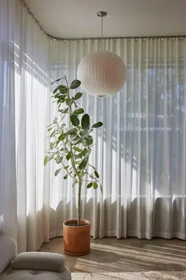 a plant in a pot in front of a window at Architectural Walk Street Home Venice Elegance in Los Angeles