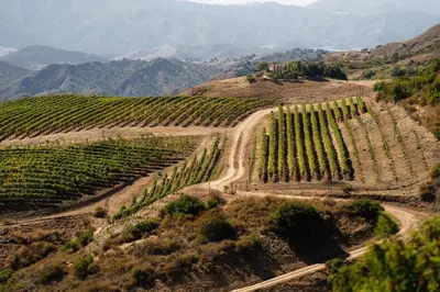 a vineyard on a hill with mountains in the background at Oja Mountain Ridge in Ojai