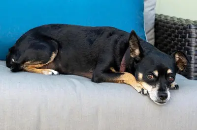 a black and brown dog laying on a couch at Venice Beach Cottage Retreat in Los Angeles