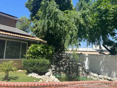 a tree in a yard next to a house at Gorgeous Villa with Private Heated Pool in Garnsey