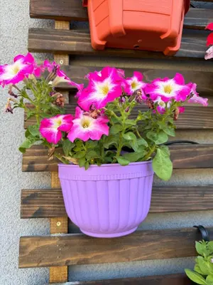 a pot of pink flowers on a wall at Modern Studio with Private Patio in Los Angeles