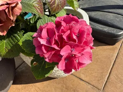 a basket filled with pink flowers on a table at Modern Studio with Private Patio in Los Angeles