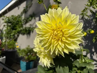 a yellow flower in a vase next to some plants at Cute Studio with AC and Backyard in Los Angeles
