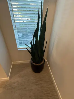 a potted plant sitting in front of a window at \u4e09\u697c\u4e24\u623f\u4e24\u536b\u8fd1\u5e02\u4e2d\u5fc3\u4ea4\u901a\u4fbf\u5229\u6b65\u884c\u53ef\u8fbe\u5546\u5708\u9002\u5408\u5bb6\u5ead in Eastvale