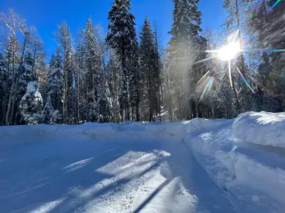 a sun shining on a snow covered forest with trees at Little Bear Lodge in Springville