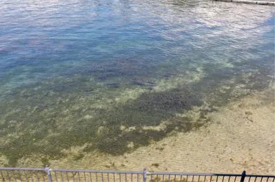 a large body of water with algae in it at Lakeside Comfort condo in Lake Arrowhead