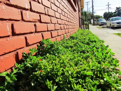 a green bush next to a brick wall at Charming Studio Near DTLA AC WiFi Snacks in Los Angeles