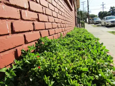 a green bush next to a brick wall at Comfy Studio Near Downtown LA with AC WiFi and Snacks in Los Angeles