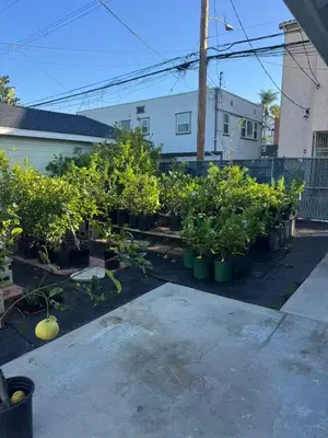 a row of trees in a yard next to a house at Long Beach vocation home in Long Beach