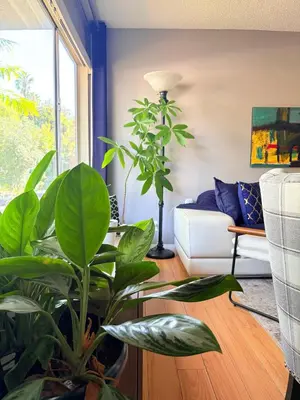 a living room with a couch and a plant at Proper Stays at Melrose - West Hollywood Premium E suite in Los Angeles