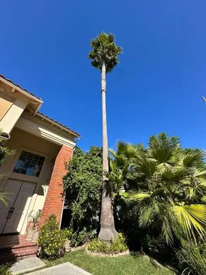a palm tree in front of a house at Cozy stay by Anatolian in Los Angeles