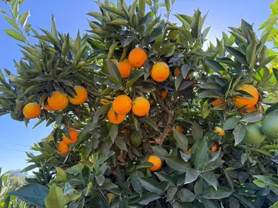 an orange tree filled with lots of oranges at Airstream at Tree Ranch Grove Paradise in Ojai