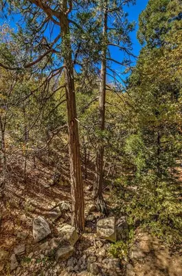 a group of trees and rocks in a forest at Arrowhead Cabin Near Lake and Village in Lake Arrowhead
