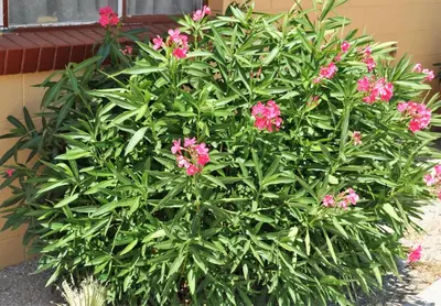 a large green plant with pink flowers in front of a building at A Nights Inn in Ridgecrest