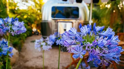 a group of blue flowers in front of a truck at Caravan Outpost in Ojai