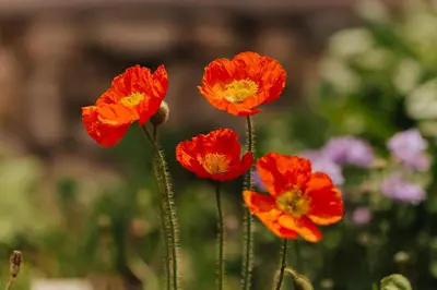 four red poppies in a field of flowers at Vintage Lakeside Inn in Big Bear Lake