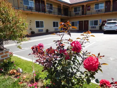 a rose bush in front of a building with a parking lot at Diamond Inn in Inglewood