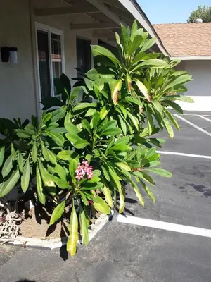 a couple of plants in front of a parking lot at New Kansan Motel in Rancho Cucamonga