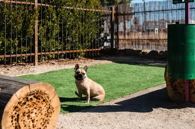 a dog sitting on the grass next to a fence at Cuyama Buckhorn in New Cuyama