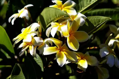 a group of yellow and white flowers with green leaves at Palm Tropics Motel in Glendora