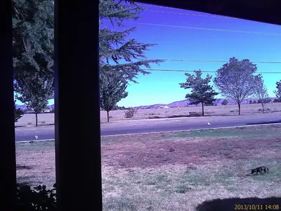 a dog standing in a field next to a road at Ranch Motel in Tehachapi