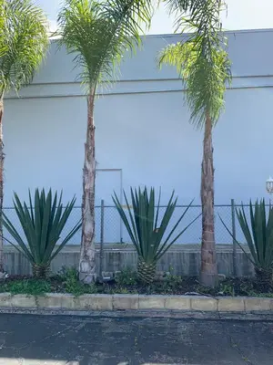 three palm trees in front of a building at Sandyland Reef Inn in Carpinteria