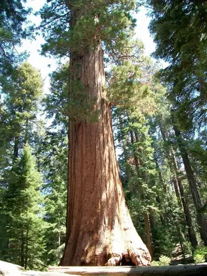 a large tree in the middle of a forest at Barewood Inn & Suites in Wofford Heights