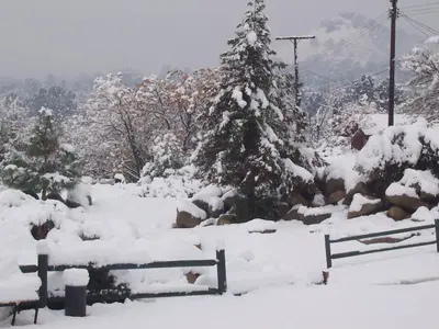 a snow covered yard with two christmas trees at Barewood Inn & Suites in Wofford Heights