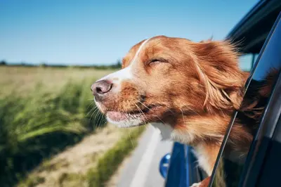a dog sticking its head out the window of a car at Motel 6 San Pedro, CA Port of Los Angeles in San Pedro