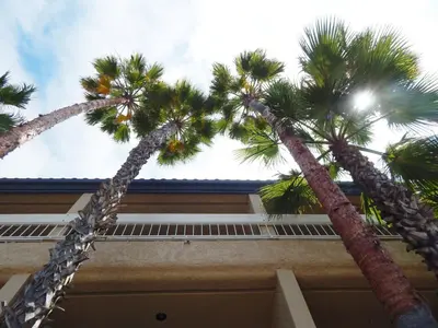 two palm trees in front of a building at The Pacific Inn in Seal Beach