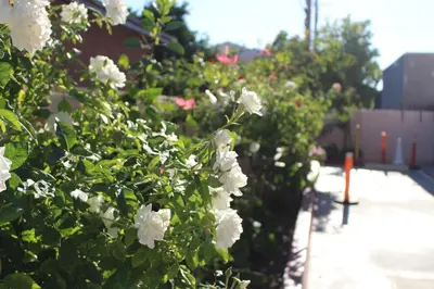 a hedge of white flowers in a garden at ERTH INN by AGA Maywood in Maywood