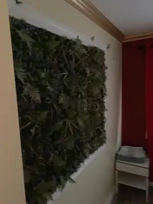 a green wall on the wall of a room at LAX guest house in Inglewood