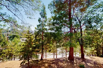 a group of trees standing in a field at Tree-Top Getaway in Lake Arrowhead