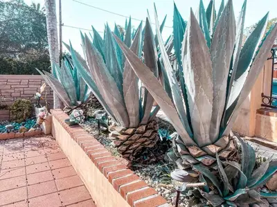 a row of succulent plants in a garden at Cozy beach home walking distance from ocean in Ventura