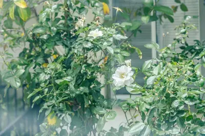 a plant with white flowers hanging from a wall at Bright & Cozy Getaway-10min to Downtown LA in Alhambra