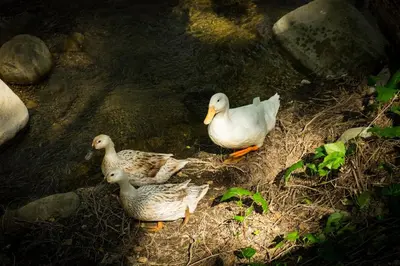 three ducks standing in the water next to some rocks at Vintage RV Creekside Nature Retreat near Ojai next to Swim Holes Hike in Santa Paula