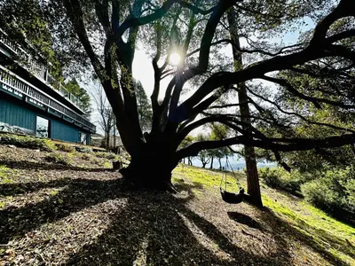 a tree in the shade with the sun behind it at 100 Mile View-Fire Pit, Romantic, Peaceful, Private in Crestline