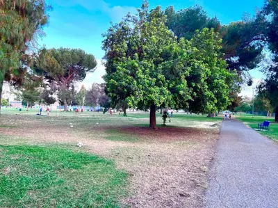 a tree in the middle of a park at Hidden Gem LA 2bd house with dreamy backyard in Encino