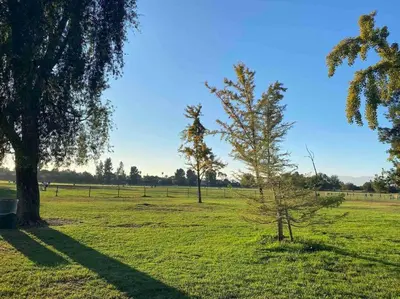 a green field with two trees in the middle at Hidden Gem LA 2bd house with dreamy backyard in Encino